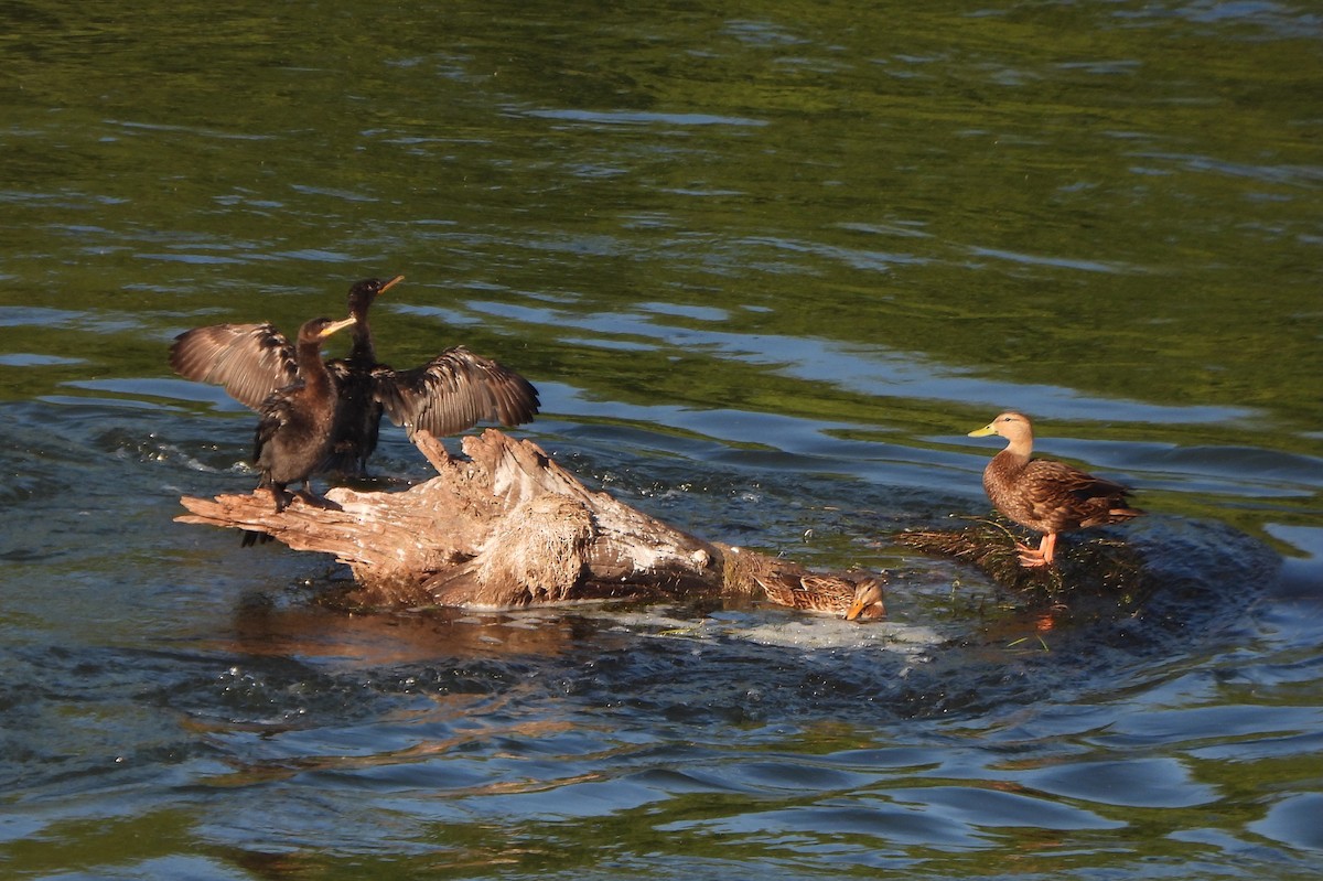 totoppskarv - ML645571606