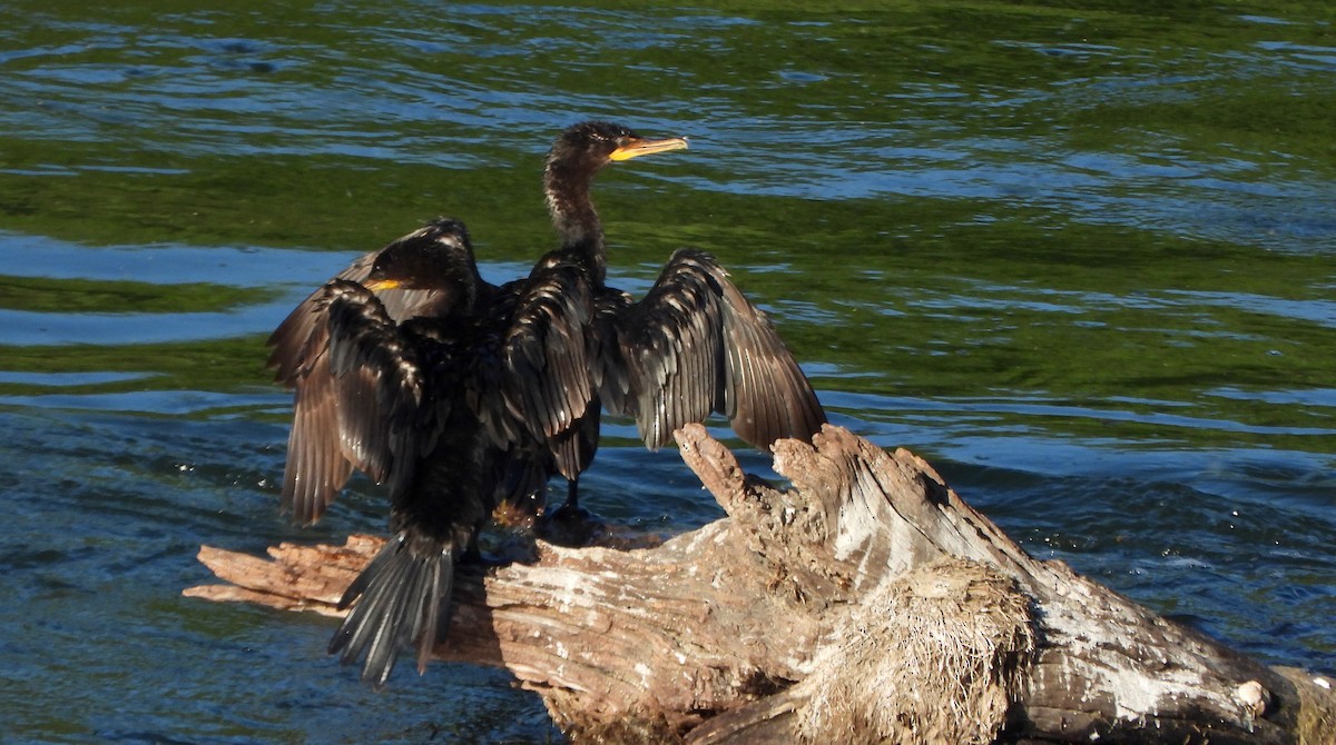 totoppskarv - ML645571607