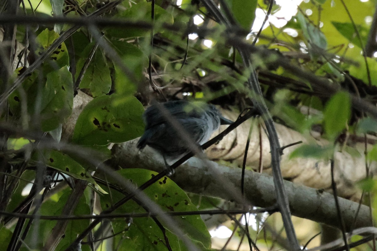 Plain-winged Antshrike - ML645571626