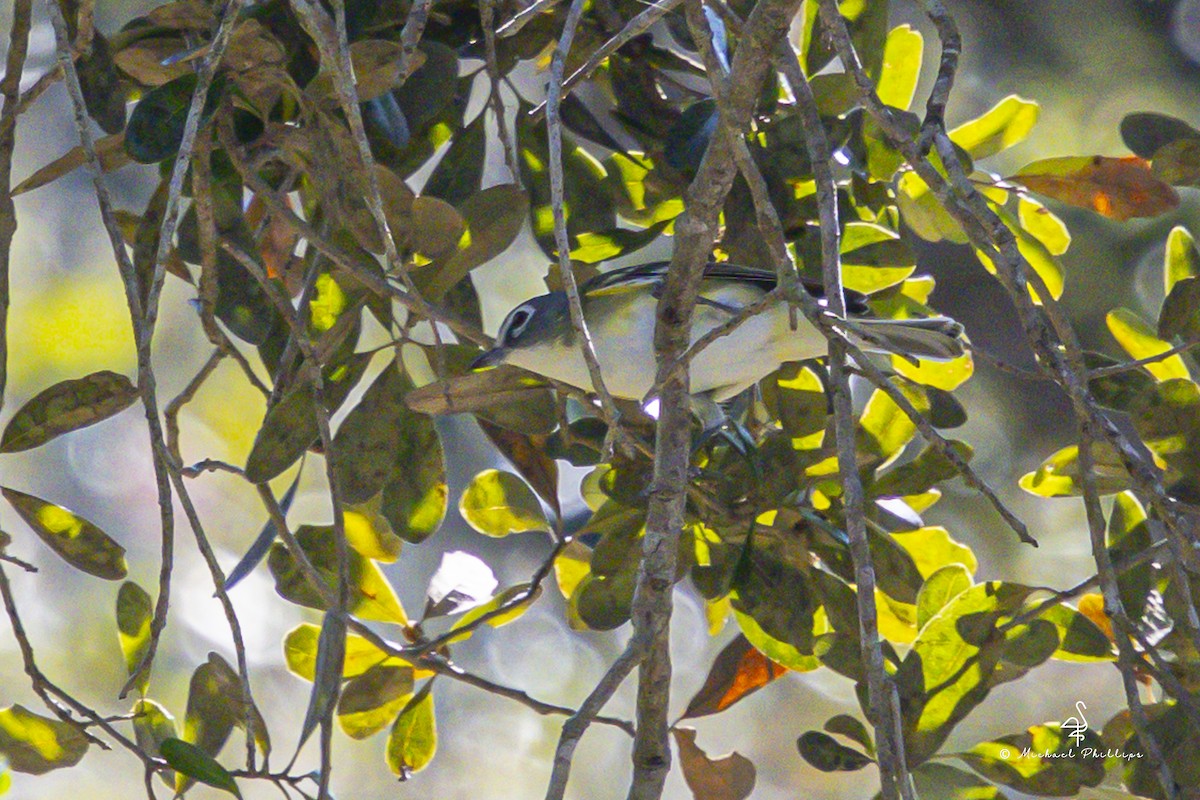 Blue-headed Vireo - ML645571635