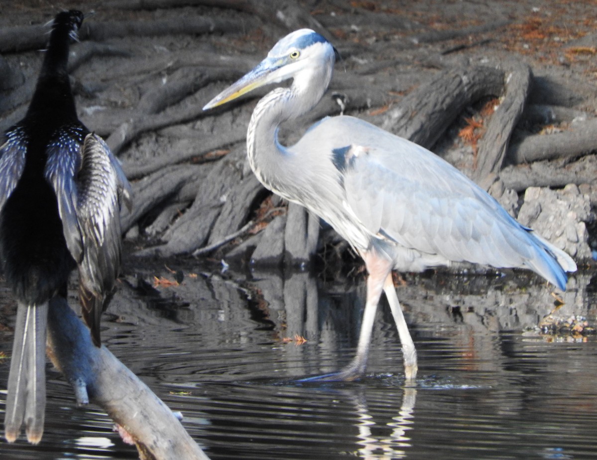 Great Blue Heron - ML645571640