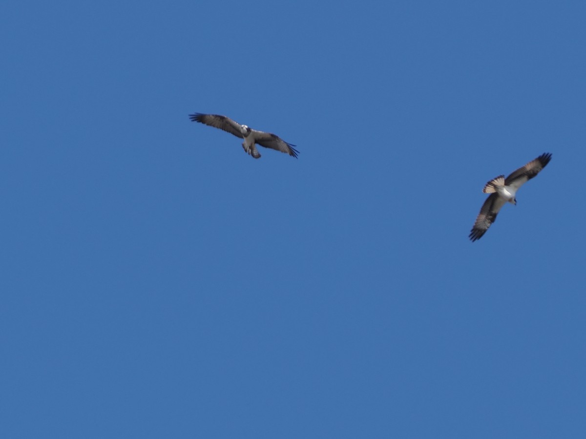 Osprey - ML645571647