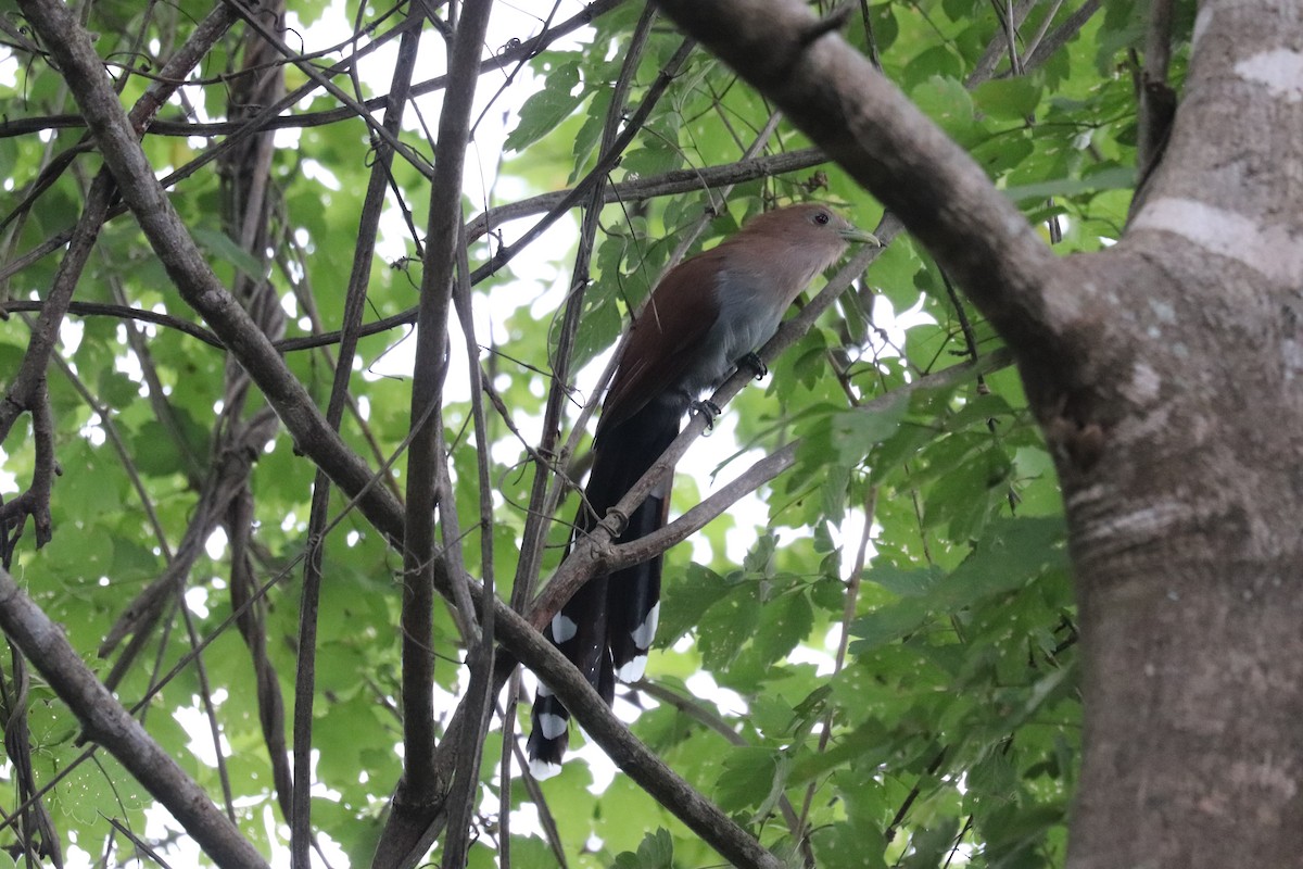 Common Squirrel-Cuckoo - ML645571698