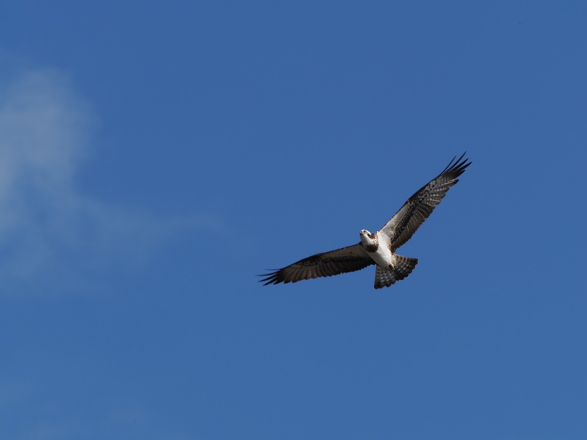 Osprey - ML645571703