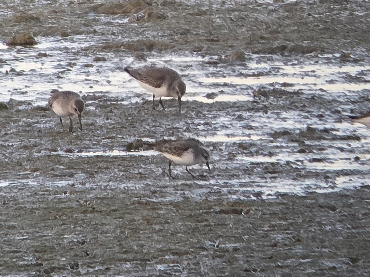 Küçük Kumkuşu - ML645571707