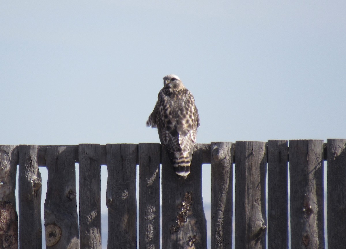 Rough-legged Hawk - ML645571718