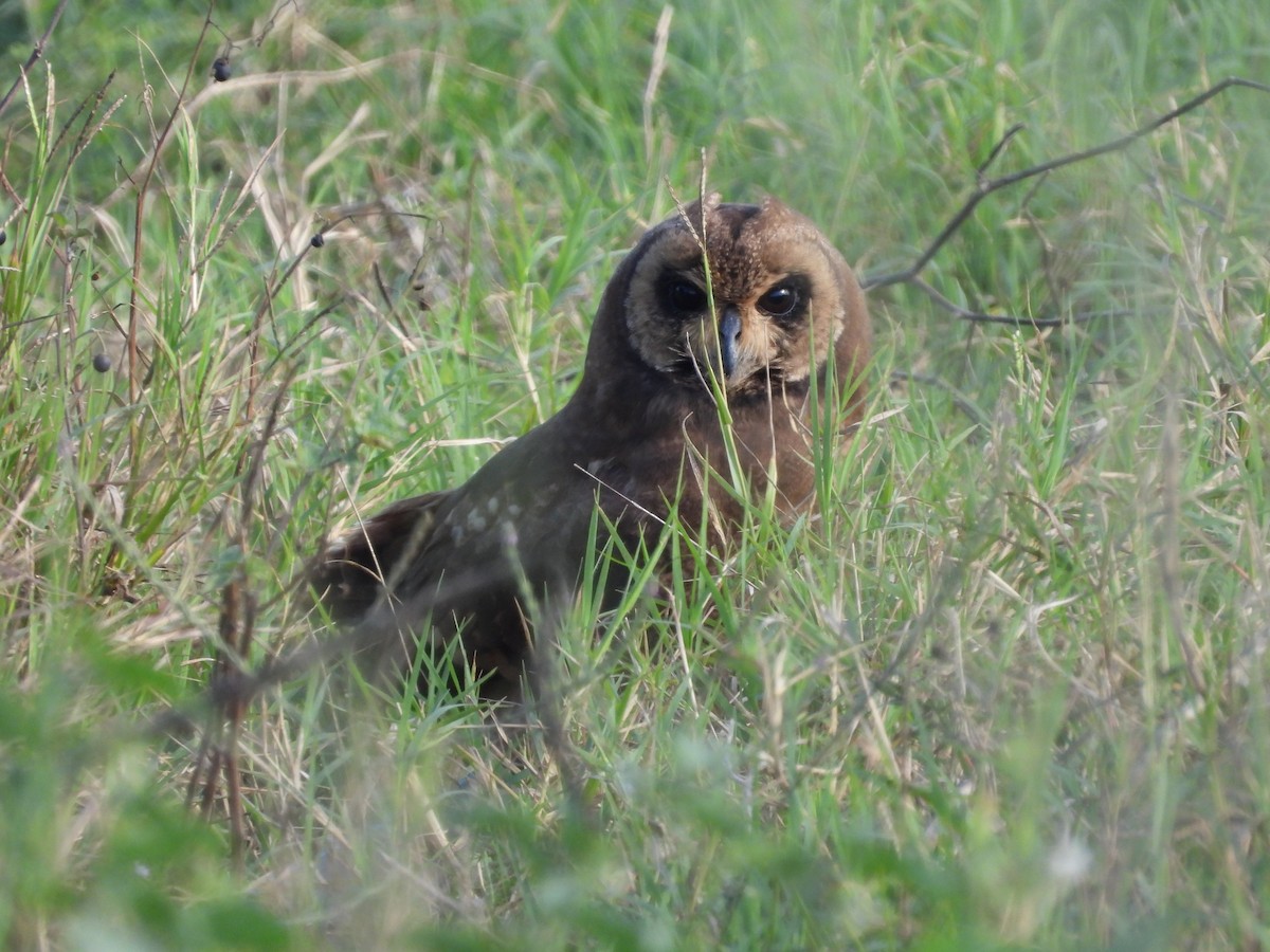Marsh Owl - ML645571726