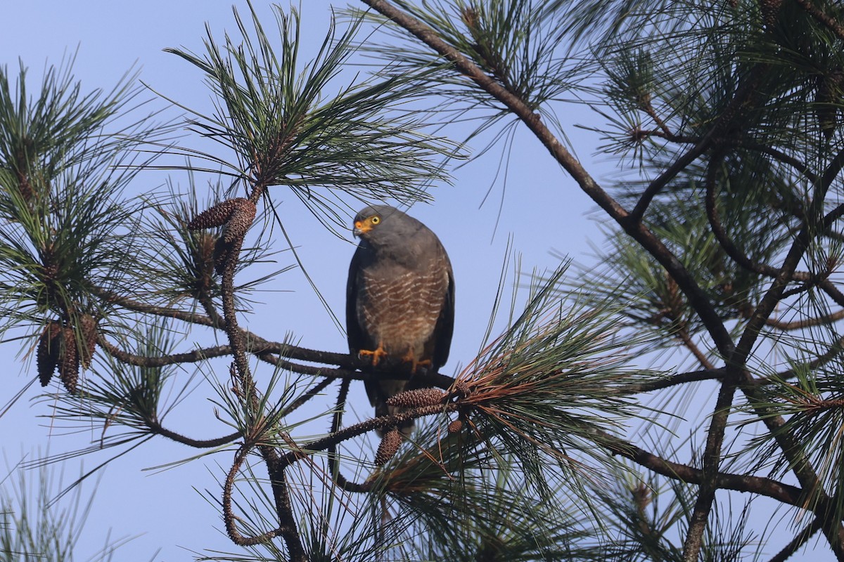 Yol Şahini - ML645571731