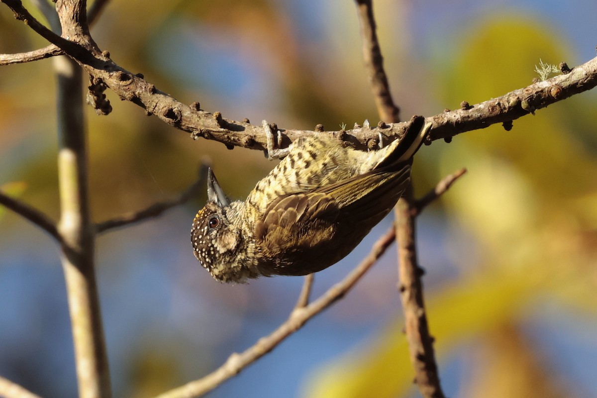 Добаш смугастогрудий - ML645571740