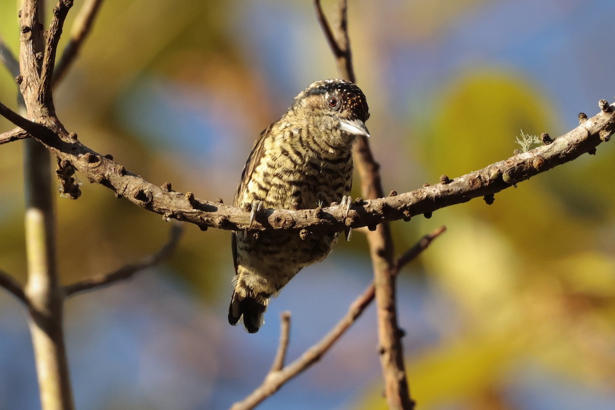 Добаш смугастогрудий - ML645571742