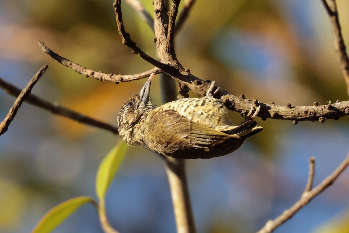 Добаш смугастогрудий - ML645571743