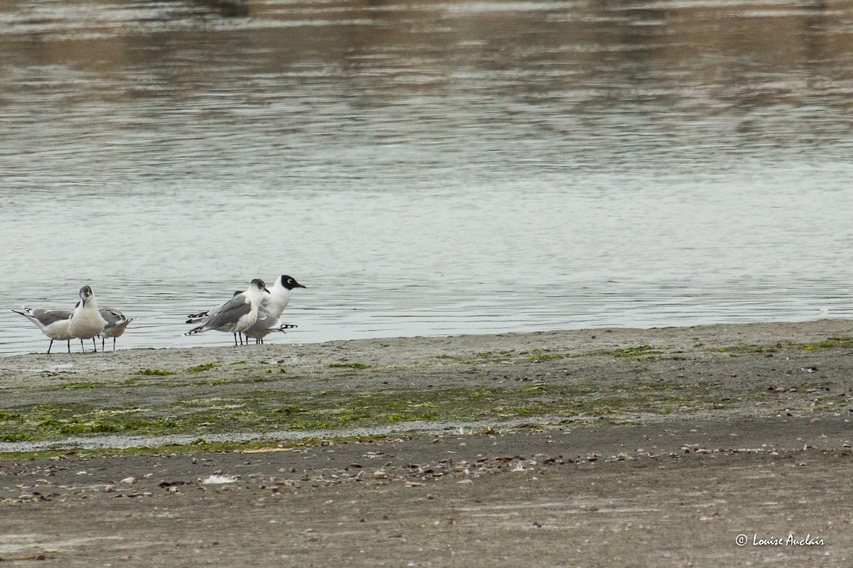 Andean Gull - ML645571748