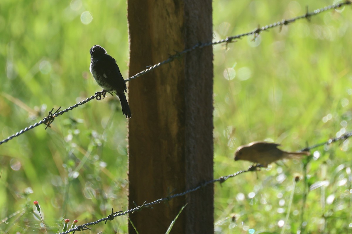 Variable Seedeater - ML645571750