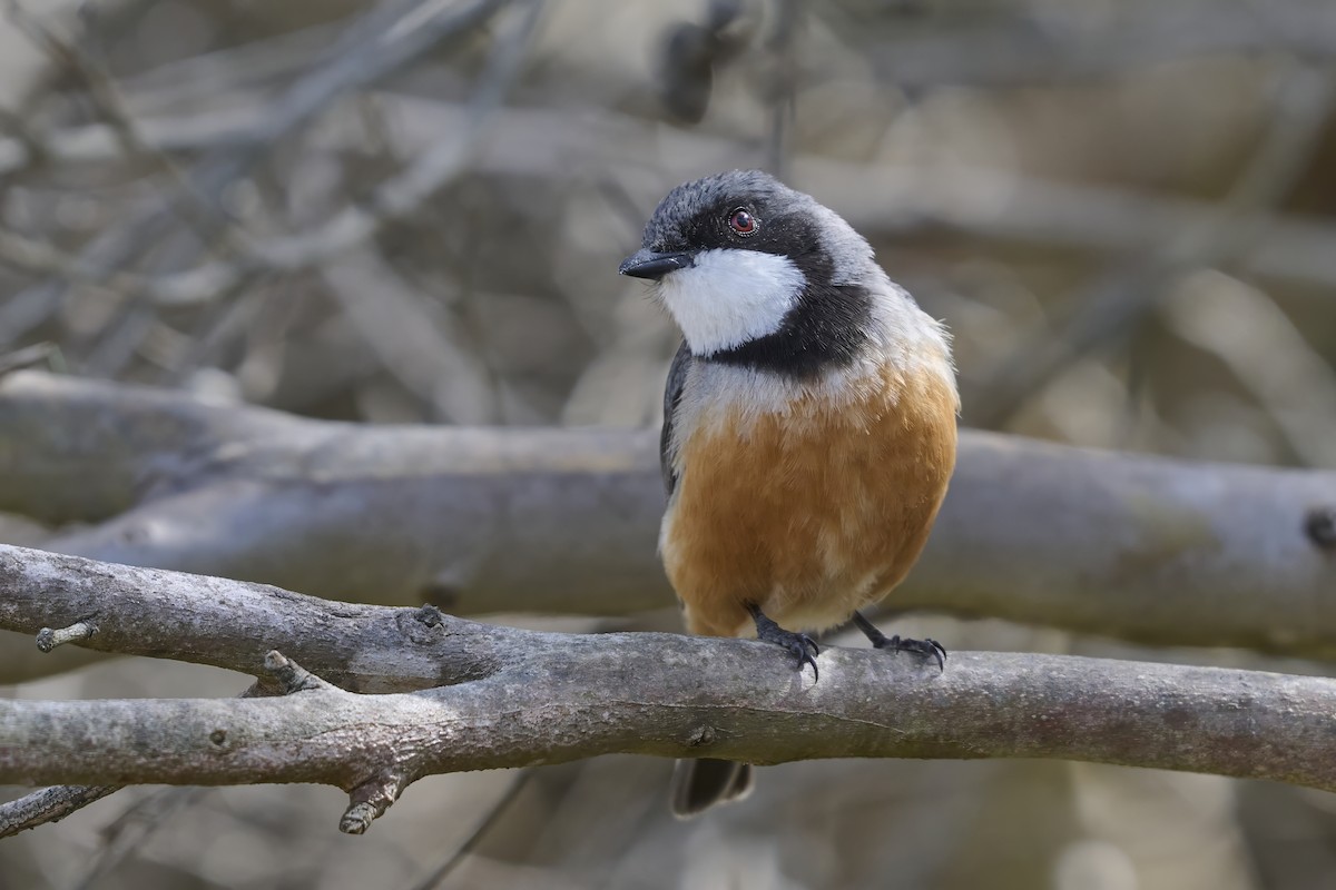 Rufous Whistler - ML645571759