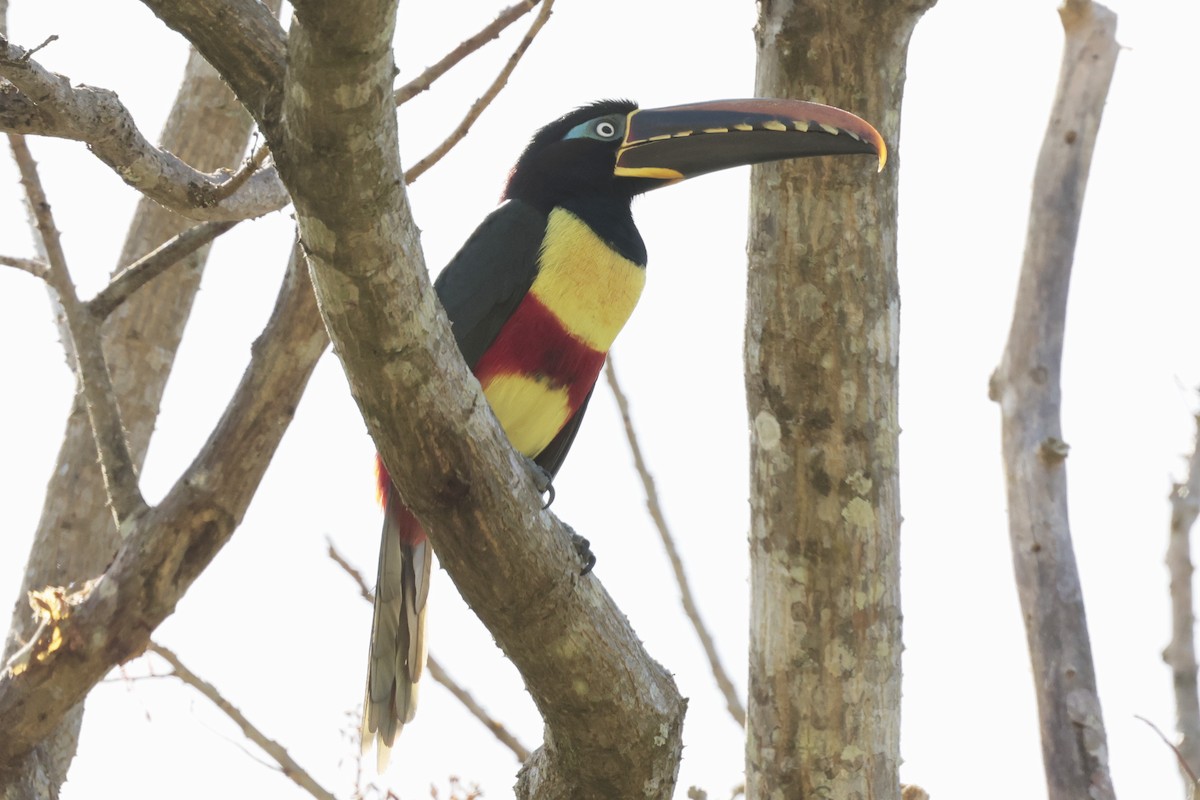 arassari hnědouchý - ML645571768