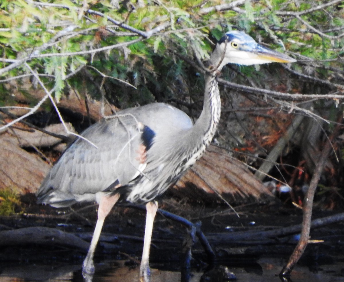 Great Blue Heron - ML645571783
