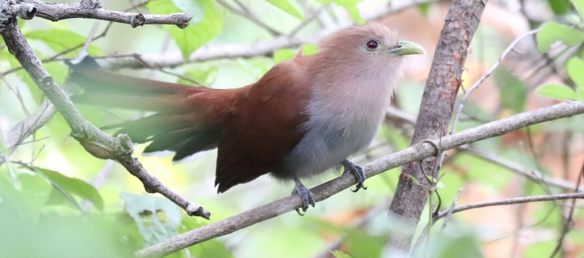 Common Squirrel-Cuckoo - ML645571790