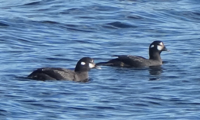 Ahatebeltz kopetazuria - ML645571800