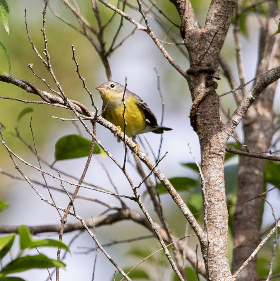 Magnolia Warbler - ML645571806