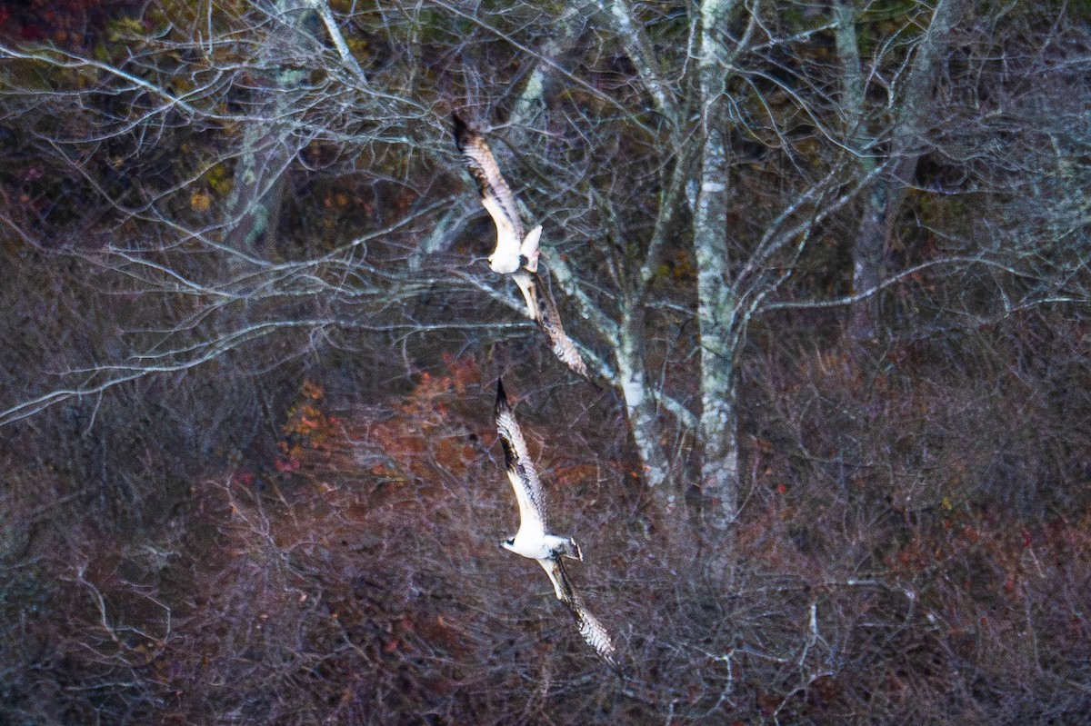 Osprey (American) - ML645571816