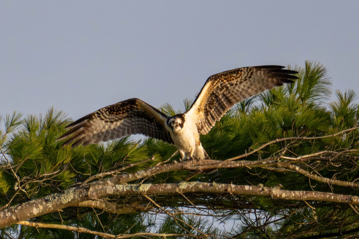 Osprey (American) - ML645571817