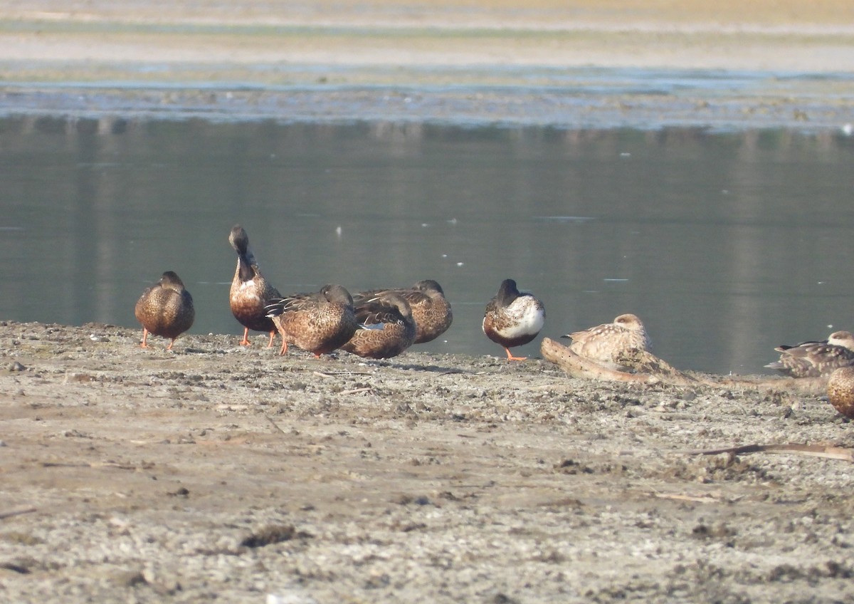 Marbled Duck - ML645571823