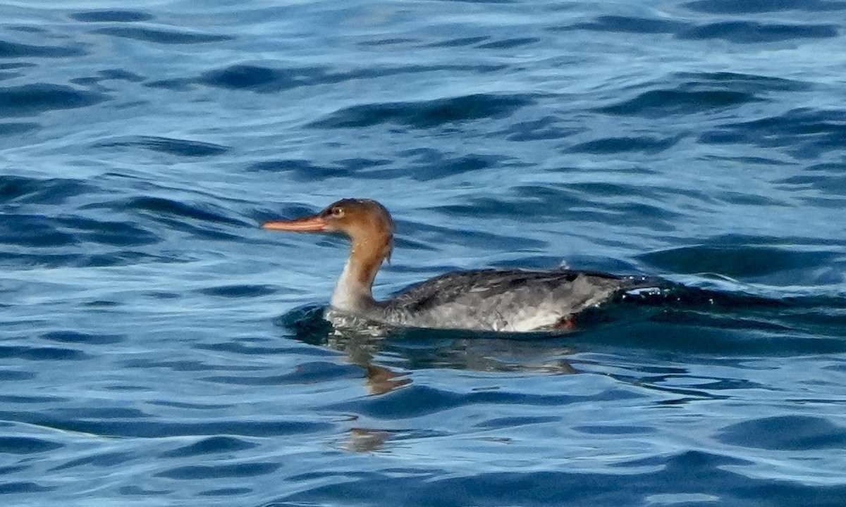 Zerra ertaina - ML645571843