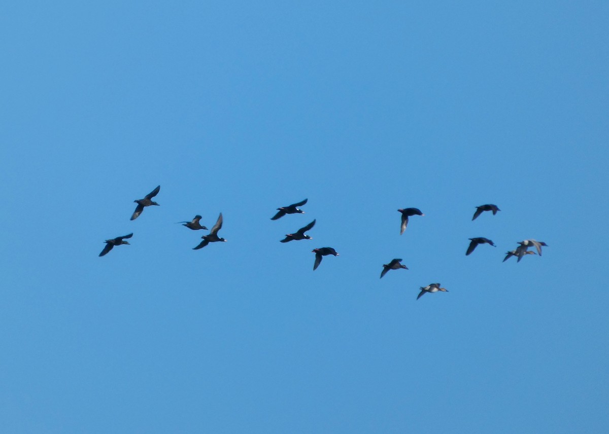 Murgilari bizkarzuria - ML645571845