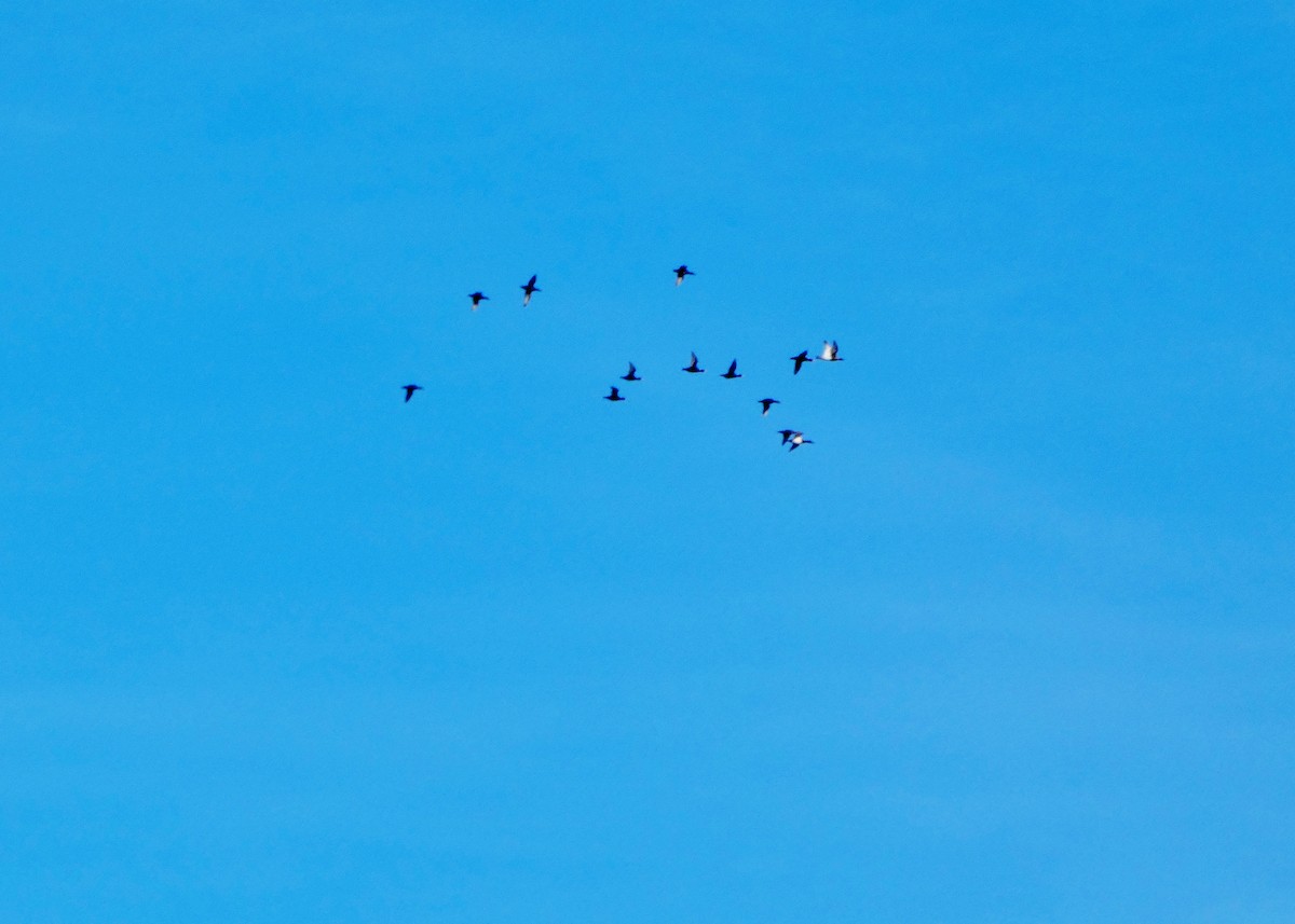 Murgilari bizkarzuria - ML645571846