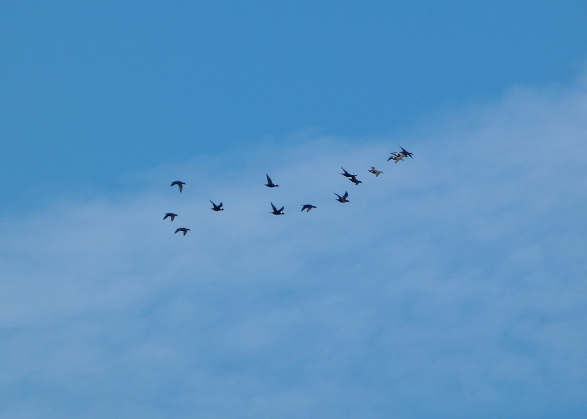 Murgilari bizkarzuria - ML645571847