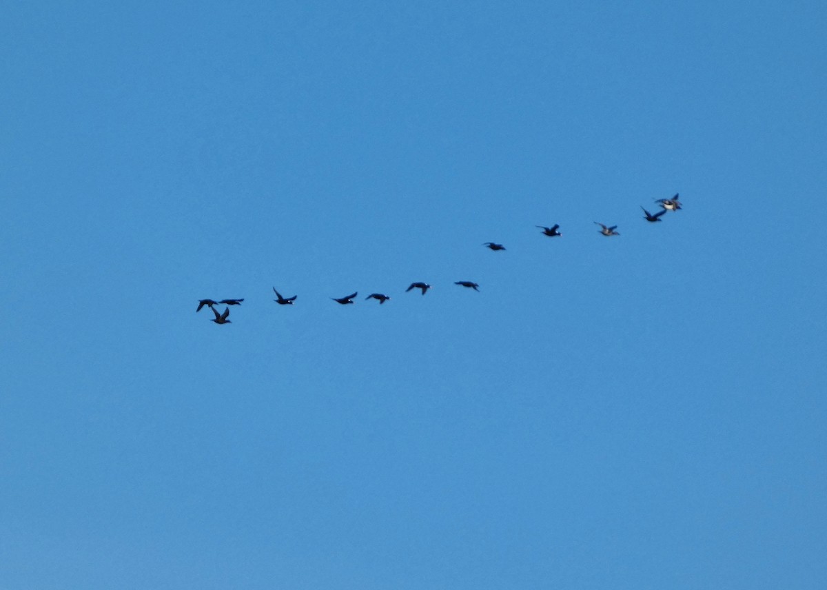 Murgilari bizkarzuria - ML645571848