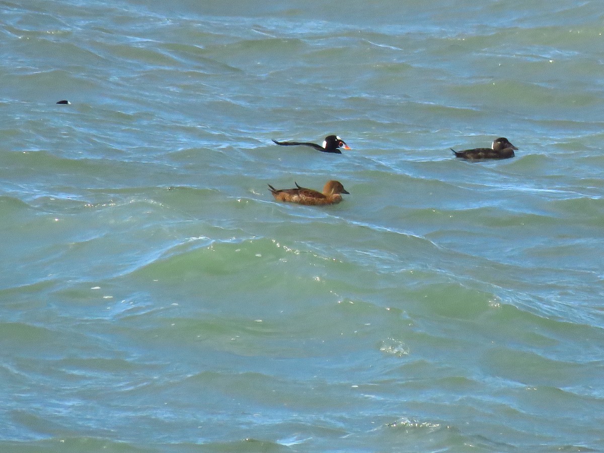 Éider Real - ML645571851