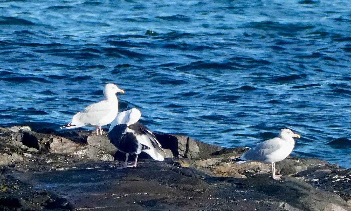 Kaio hauskara amerikarra - ML645571858