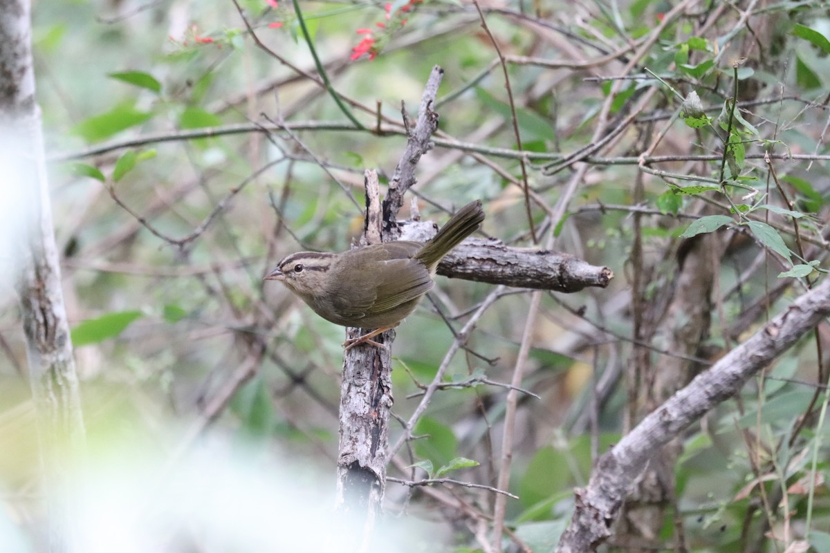 Olive Sparrow - ML645571860