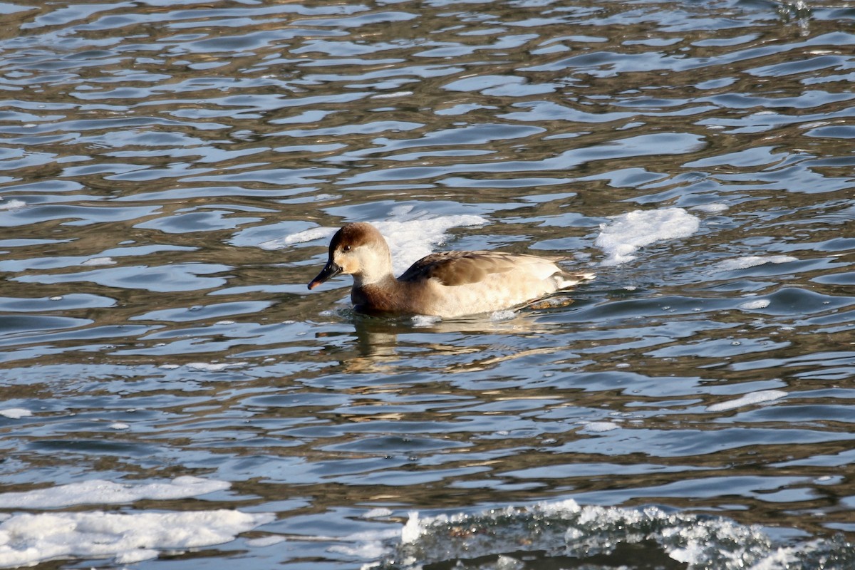 Серая утка (strepera) - ML645571861