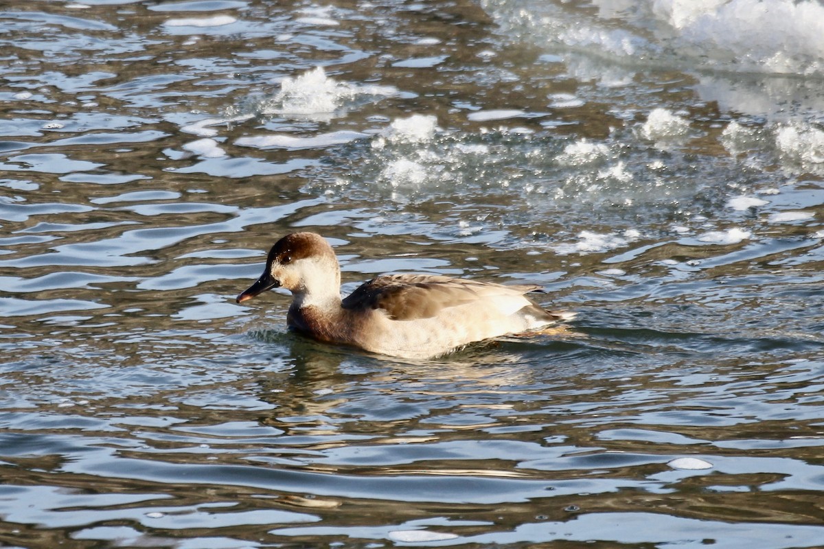 Серая утка (strepera) - ML645571862