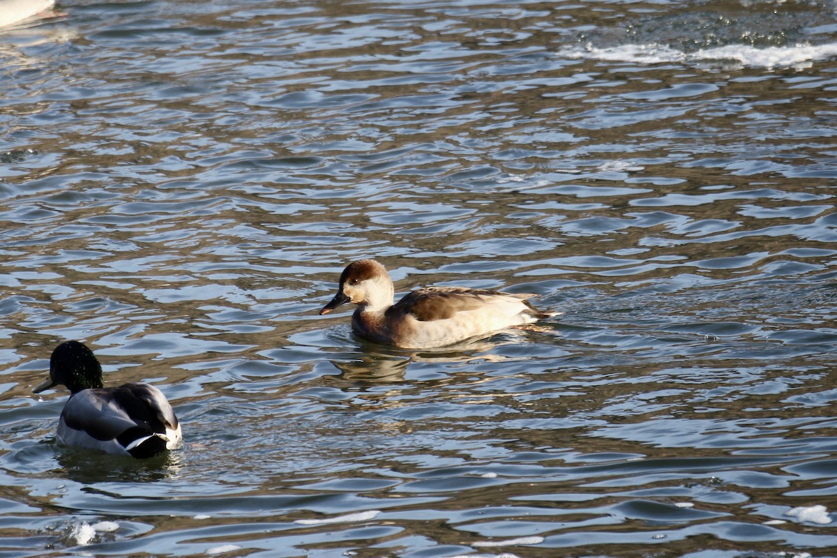 Серая утка (strepera) - ML645571863