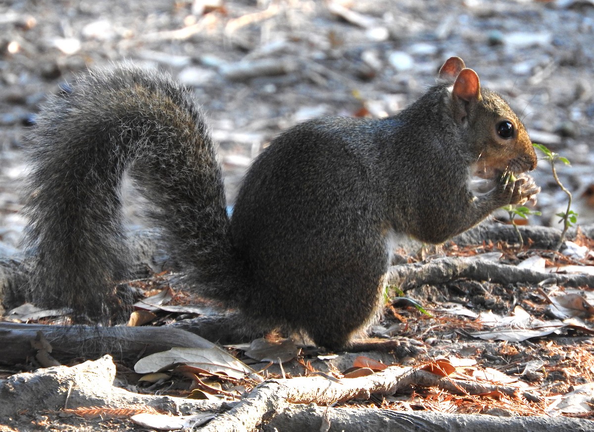 Louisiana Gray Squirrel - ML645571867