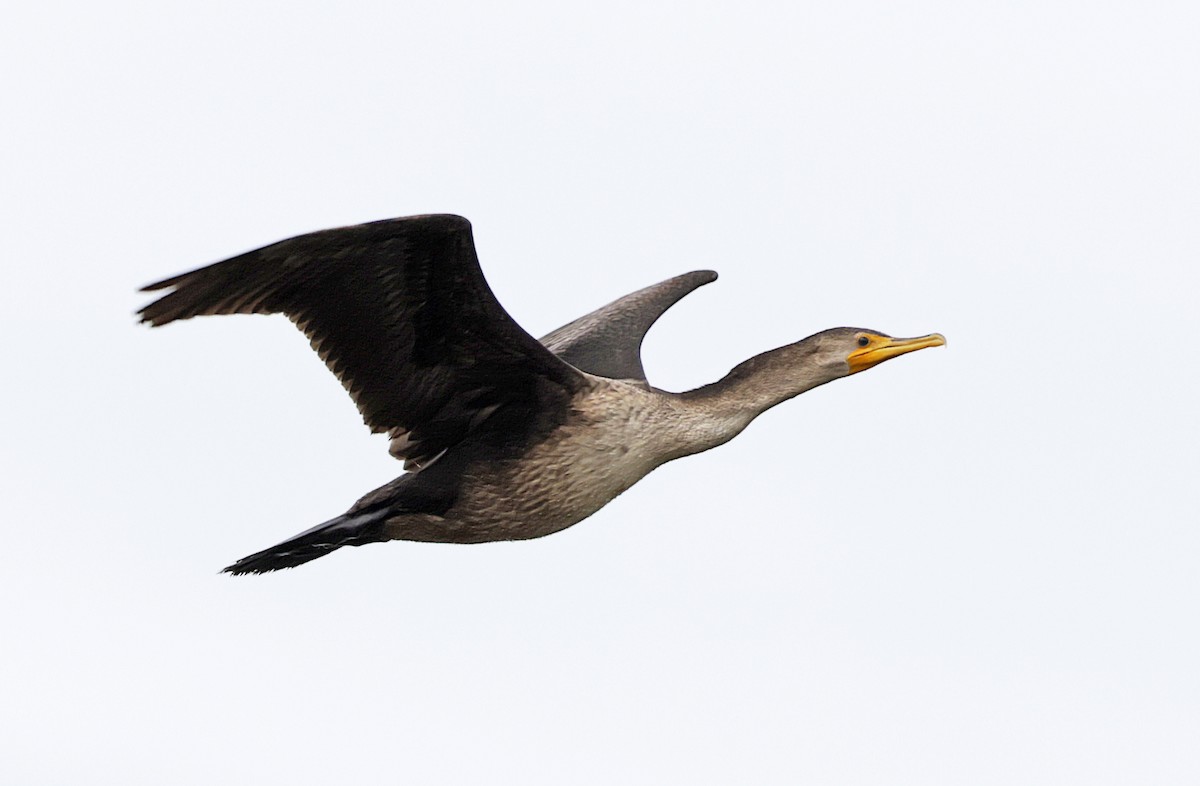 totoppskarv - ML645571869