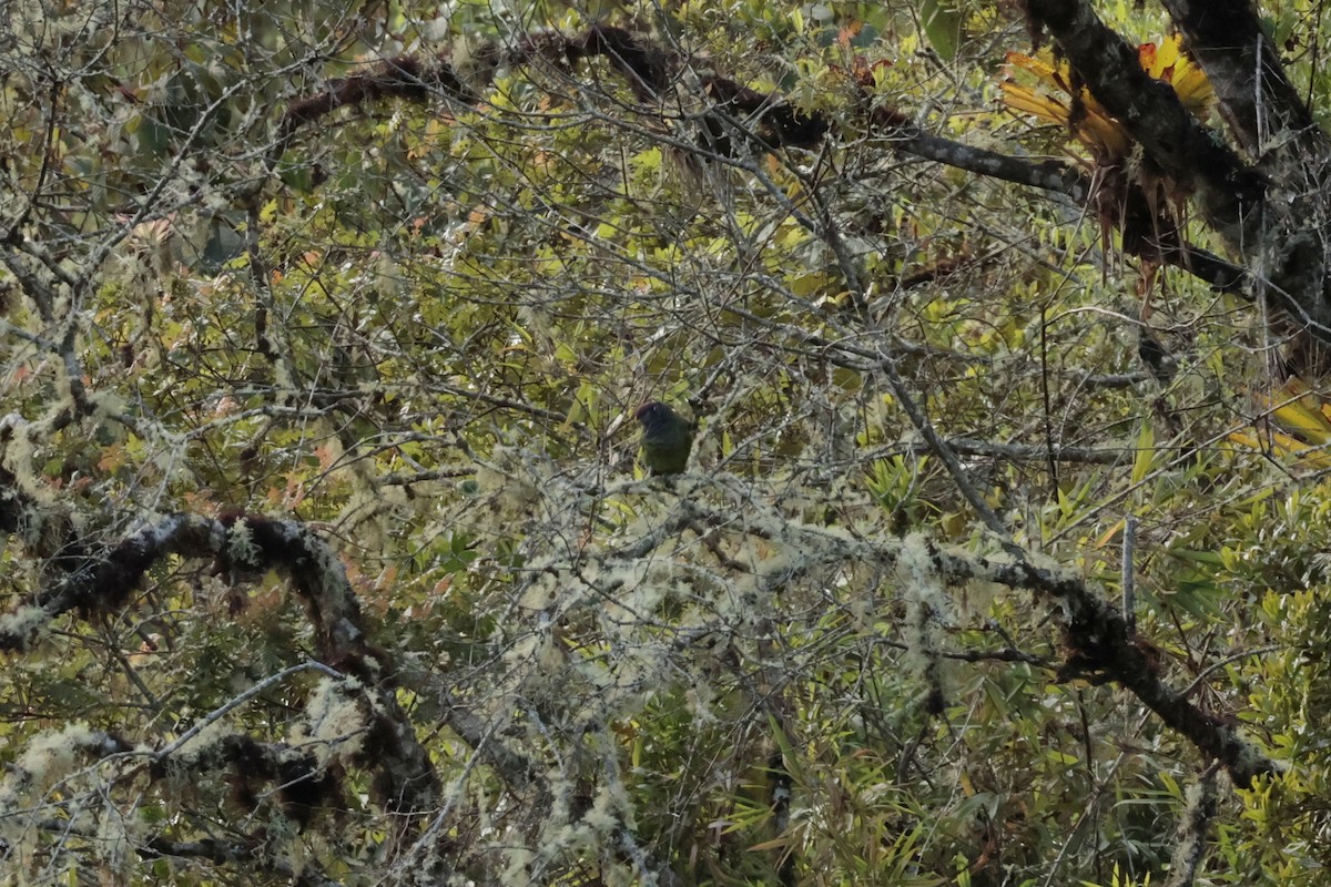 Speckle-faced Parrot - ML645571871