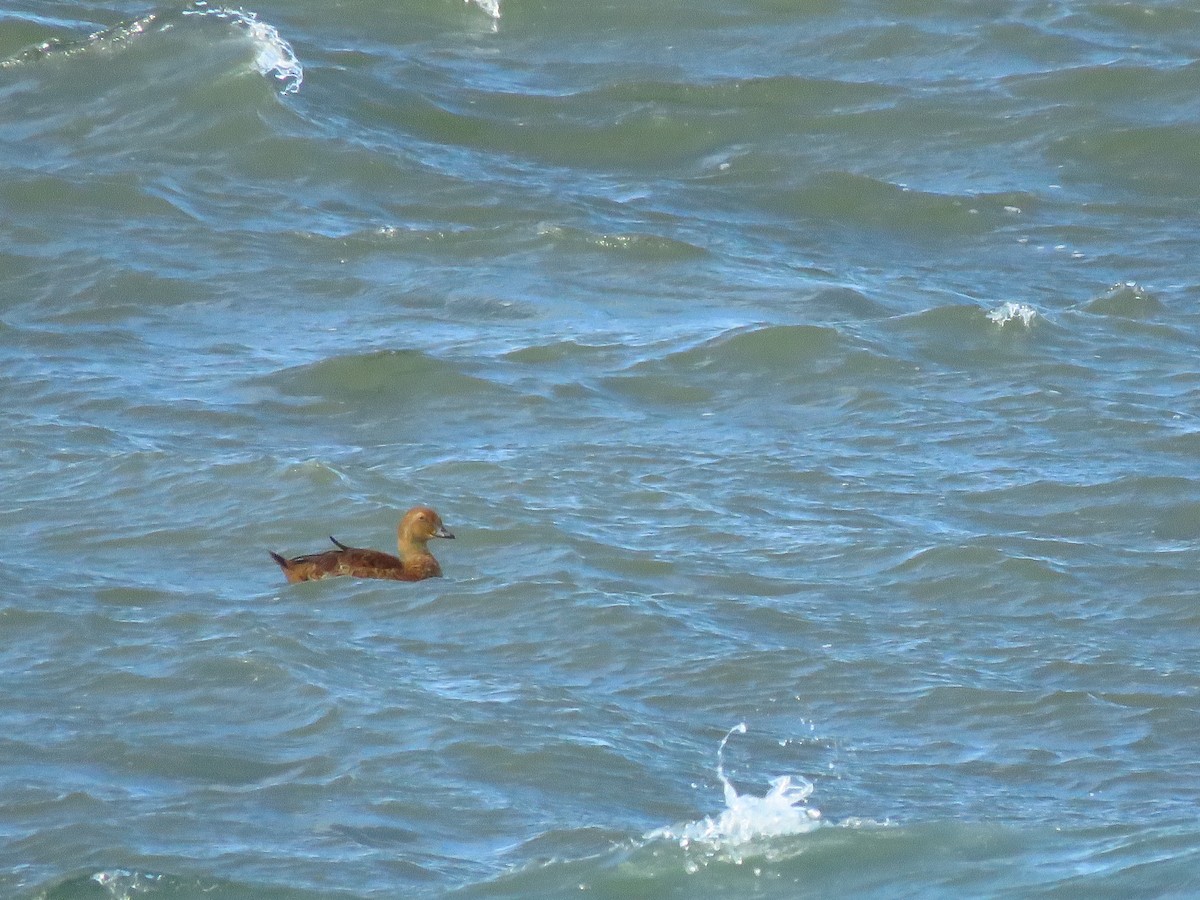 Éider Real - ML645571872