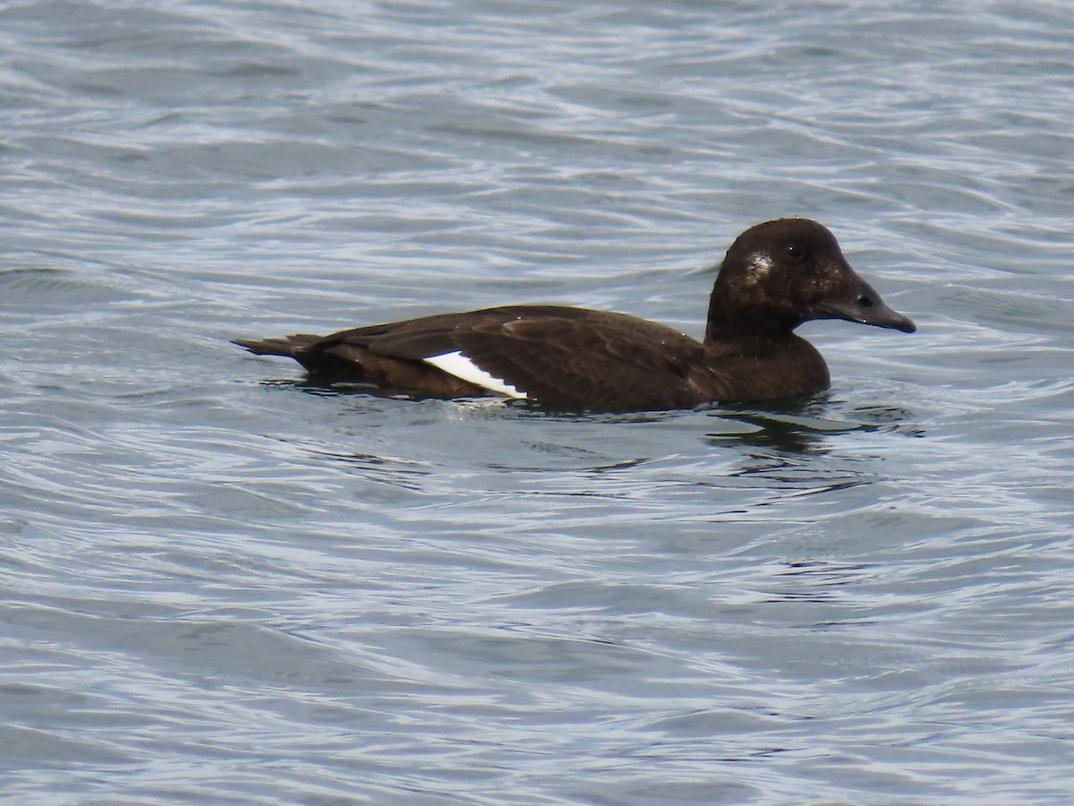 White-winged Scoter - ML645571886