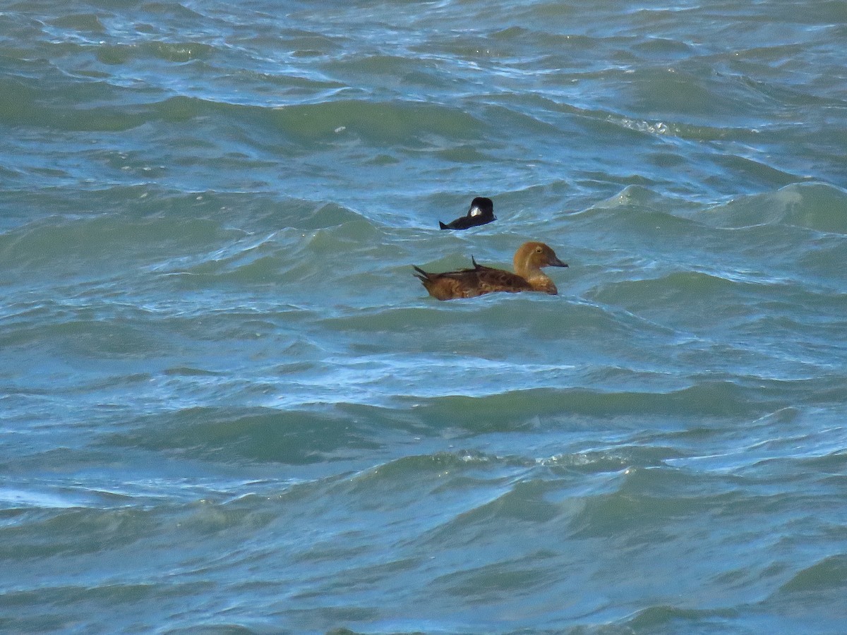 Éider Real - ML645571887