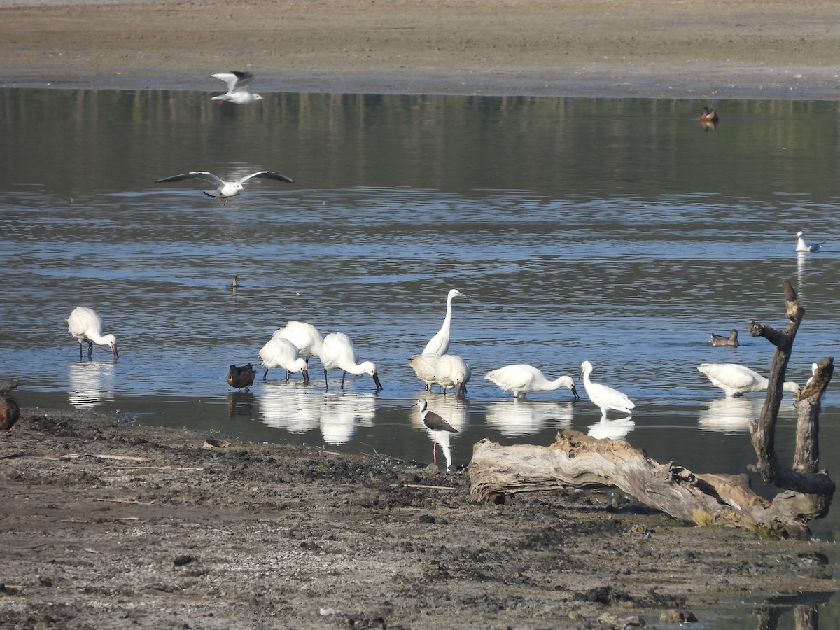 Black-winged Stilt - ML645571888
