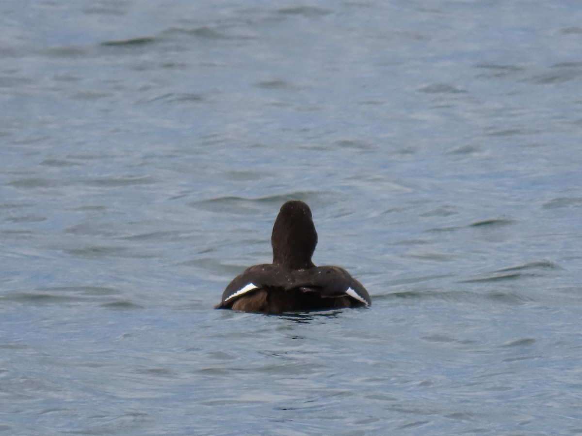 White-winged Scoter - ML645571894