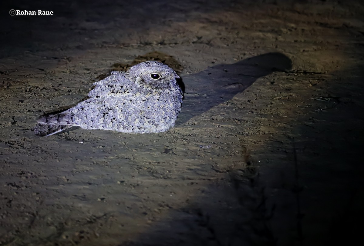 Sykes's Nightjar - ML645571902