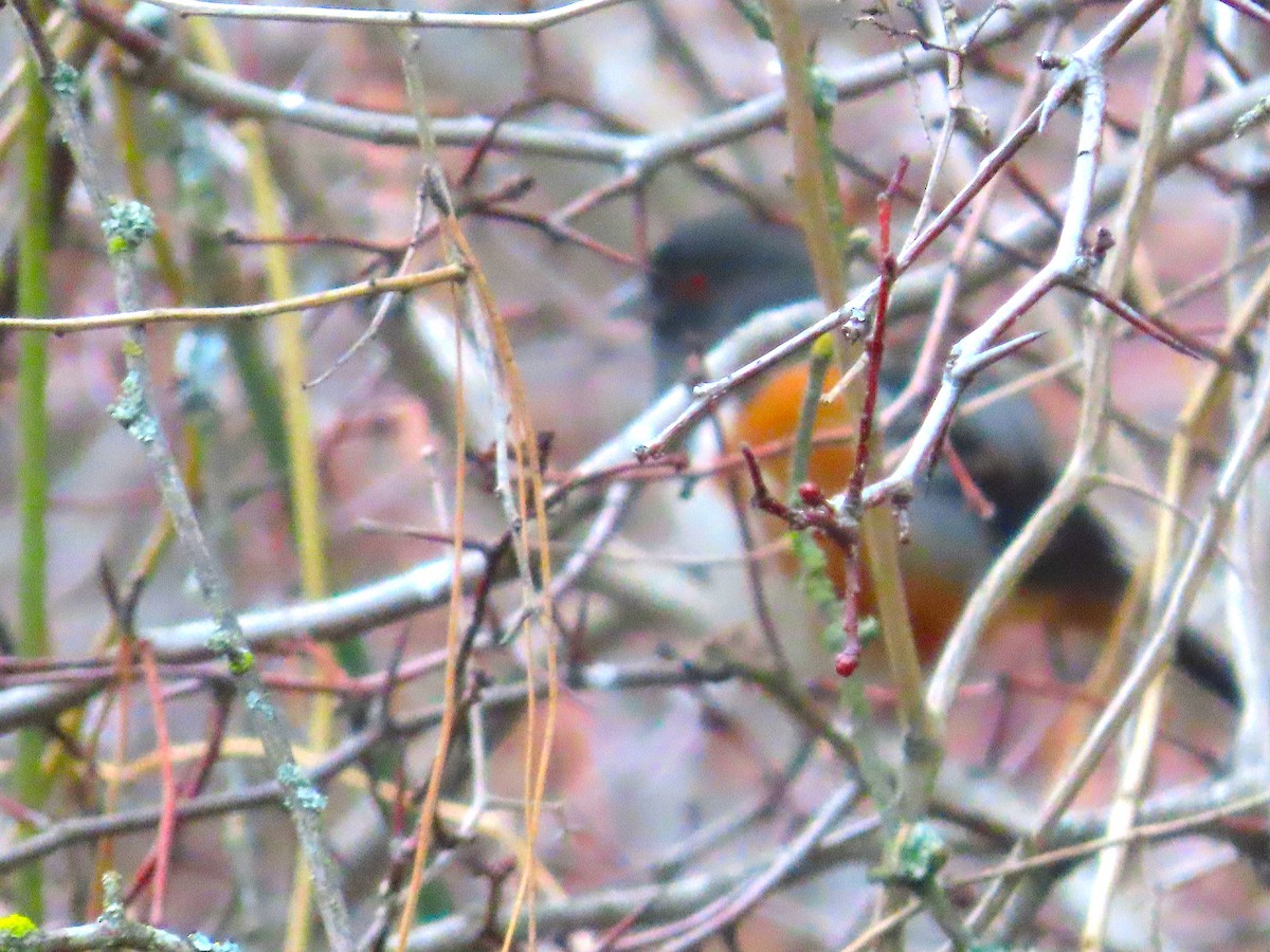 Spotted Towhee - ML645571912