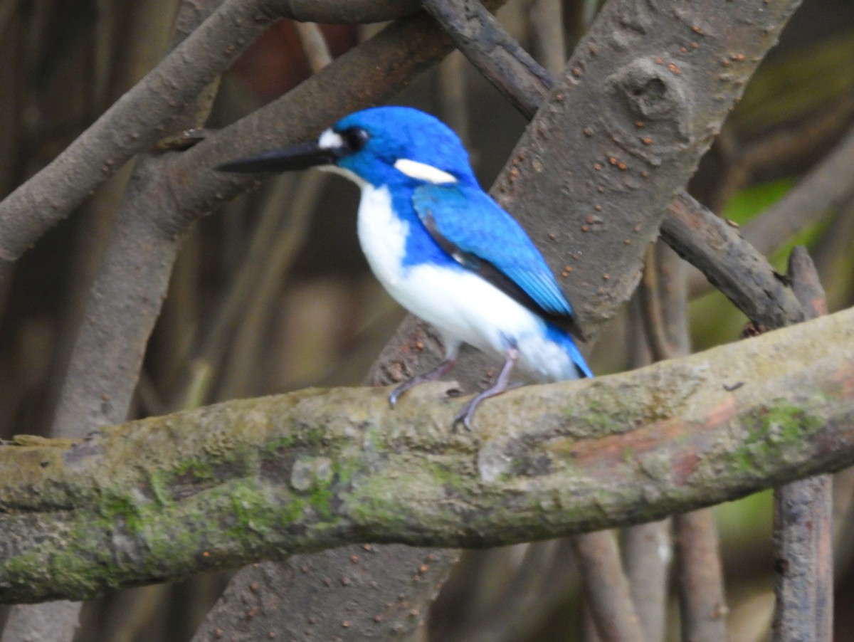 ヒメミツユビカワセミ - ML645571915