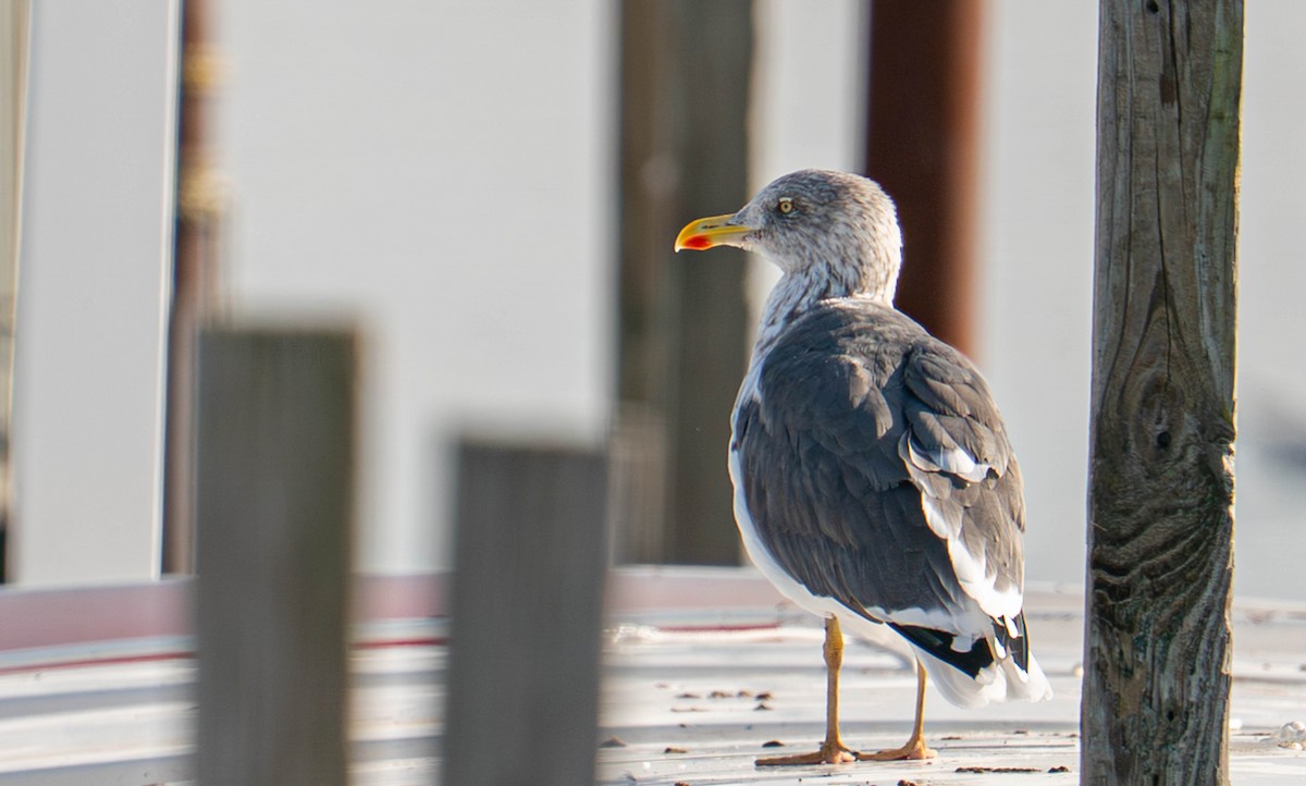 Lesser Black-backed Gull - ML645571926