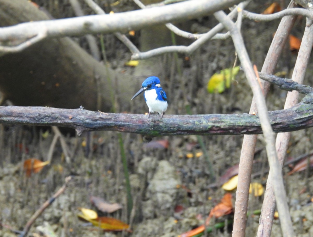 ヒメミツユビカワセミ - ML645571927